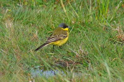 Grey-headed Wagtail (Motacilla flava thunbergi)