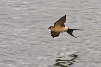 Red-rumped Swallow (Cecropis daurica rufula)