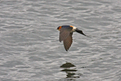 Red-rumped Swallow (Cecropis daurica rufula)