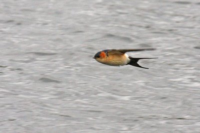 Red-rumped Swallow (Cecropis daurica rufula)