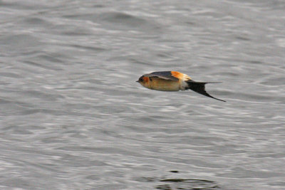 Red-rumped Swallow (Cecropis daurica rufula)