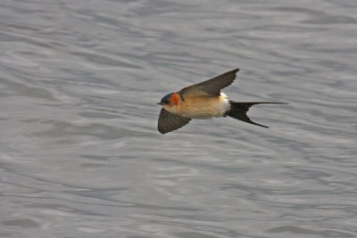 Red-rumped Swallow (Cecropis daurica rufula)