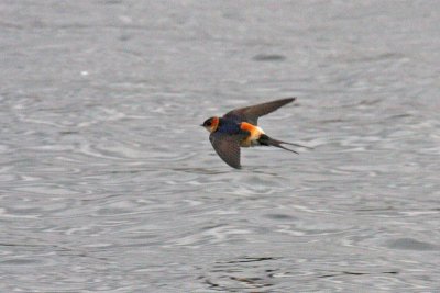 Red-rumped Swallow (Cecropis daurica rufula)