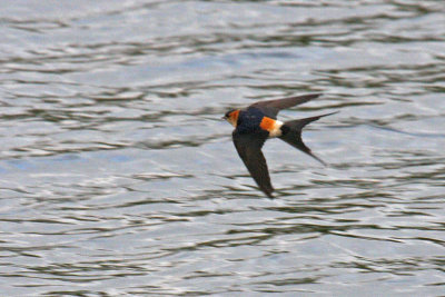 Red-rumped Swallow (Cecropis daurica rufula)