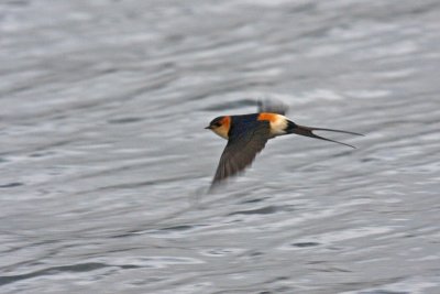 Red-rumped Swallow (Cecropis daurica rufula)