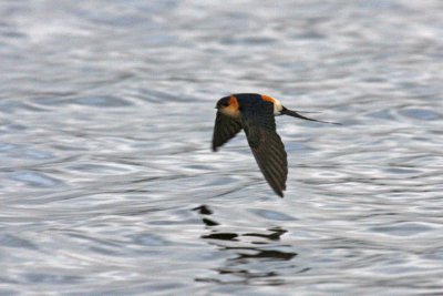 Red-rumped Swallow (Cecropis daurica rufula)