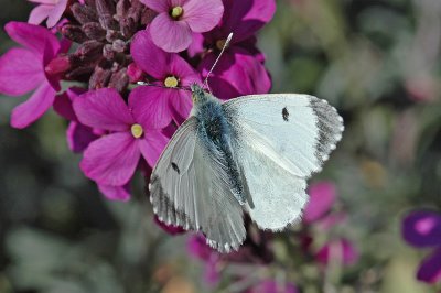 Orange-tip (Anthocharis cardamines)