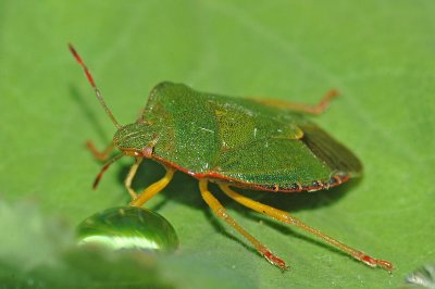 Green Shieldbug (Palomena prasina)