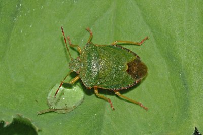 Green Shieldbug (Palomena prasina)