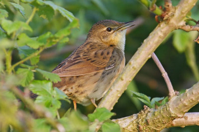 Grasshopper Warbler (Locustella naevia)