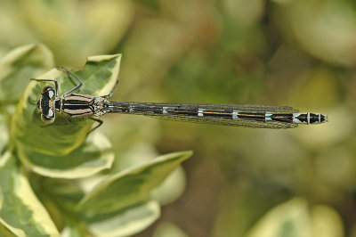 Common Blue Damselfly (Enallagma cyathigerum)