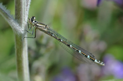 Common Blue Damselfly (Enallagma cyathigerum)
