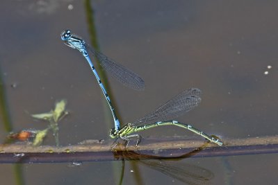 Azure Damselfly (Coenagrion puella)