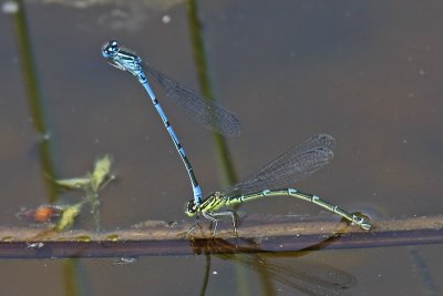 Azure Damselfly (Coenagrion puella)