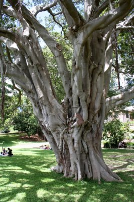 Botanical Garden Tree