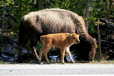 US National Parks