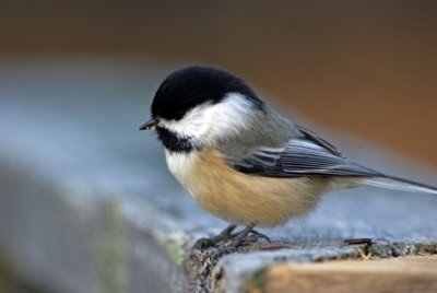 La msange est un petit oiseau qui a la bougeotte!