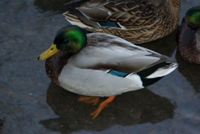 Canard, Col vert