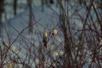 Surprises d'hivers