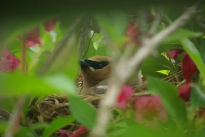 Oiseau qui veille sur sa couv