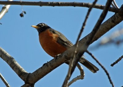 Le Merle d'Amrique, Turdus migratorius, est l'un des oiseaux les mieux connus en Amrique du Nord.