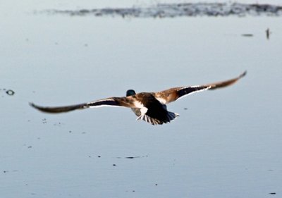 Colvert en vol vers...