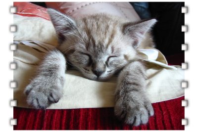 cats