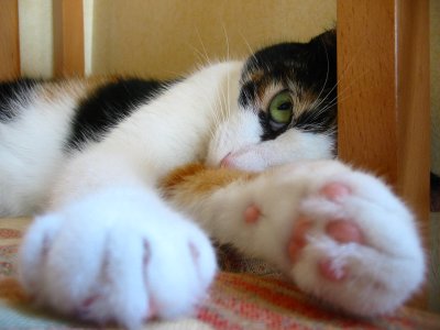 Chatouille.JPG