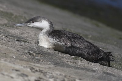 Pacific Loon