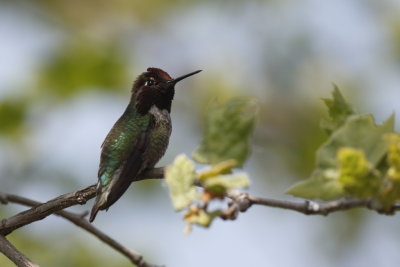 Anna's Hummingbird