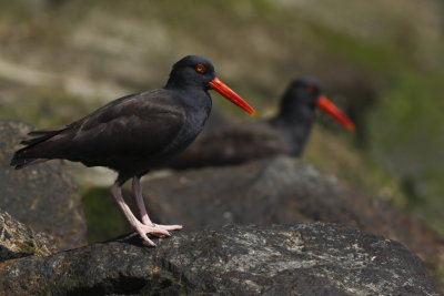 Black Oystercatcher