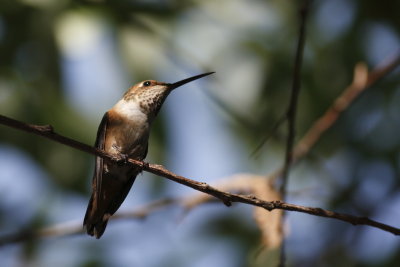 Allen's Hummingbird
