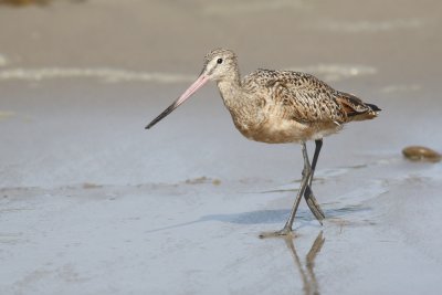 Marbled Godwit