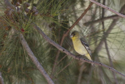 Lesser Goldfinch
