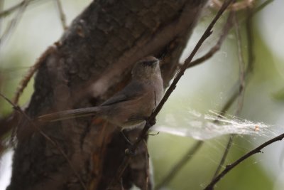 Wrentit