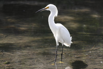 Snowy Egret