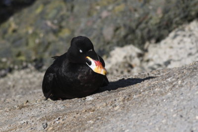 Surf Scoter