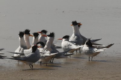 Elegant  (yeah, right)Terns
