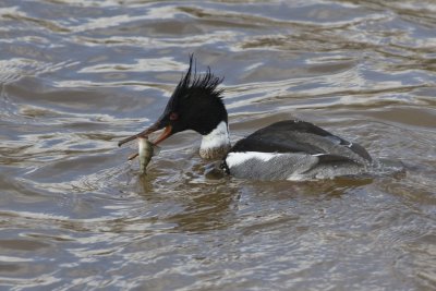 Red-Breasted Merganser