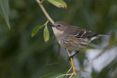 Fall Yellow-Rump Warbler