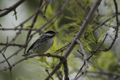 Black Poll Warbler