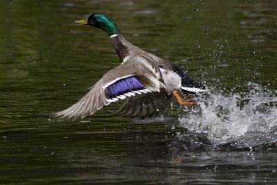 Mallard take-off