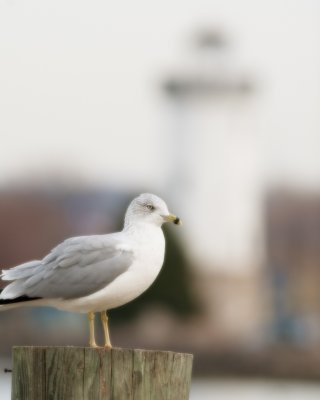 Ring-Bill Gull