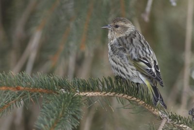 Pine Siskin