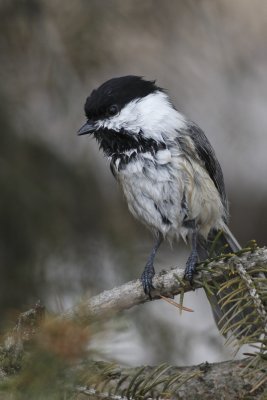 Wet Chickadee