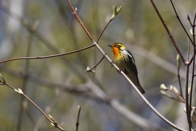 Blackburnian Warbler