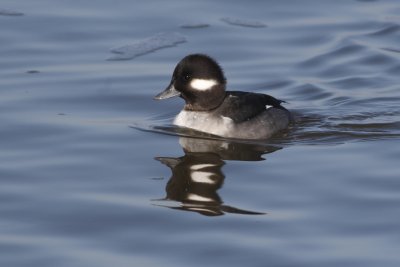 Female Bufflehead