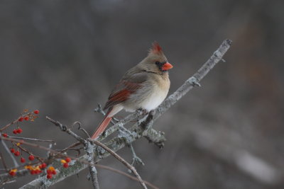 Female Cardinal