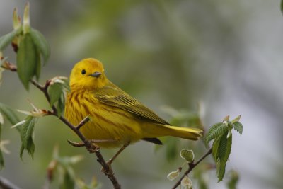 Yellow Warbler