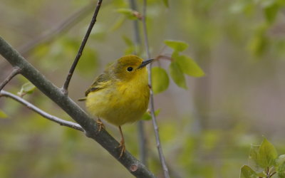 Female Yellow Warbler